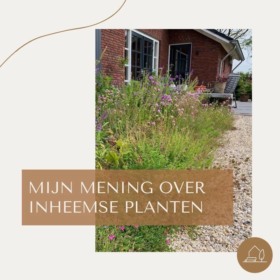 De inheemse planten: een heilige koe? 

Inheemse planten zijn het hot topic van dit moment, vooral bij gemeentes. Overal hoor je dat we meer inheems moeten gebruiken, en ik begrijp het: inheemse planten zijn goed voor de bijen, vlinders en vogels. Ma