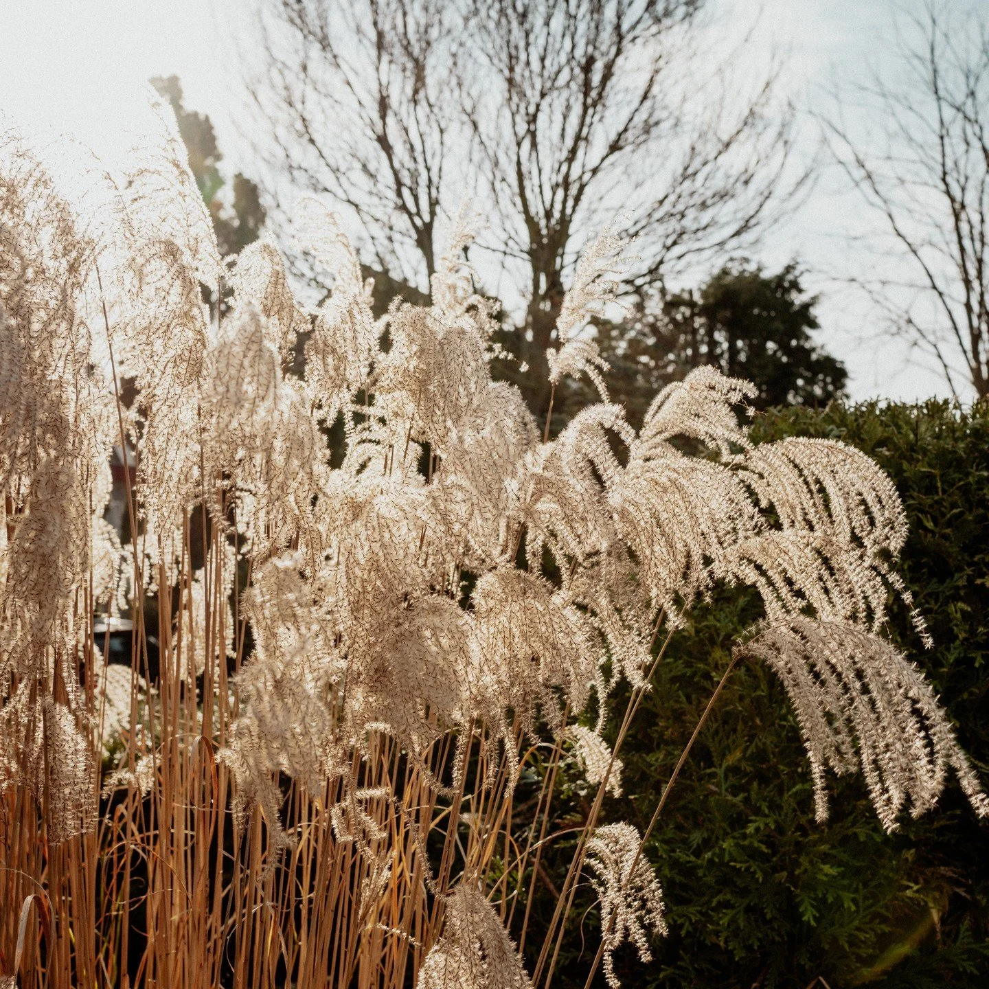 NOG EVEN DE TUIN IN

De temperaturen zijn fris, maar de zon schijnt, dus ideaal om nog even snel de tuin in te gaan dit weekend! Zet je alvast bloembollen zoals narcissen en tulpen in de grond voor een prachtig voorjaar! Zo kun je straks genieten van
