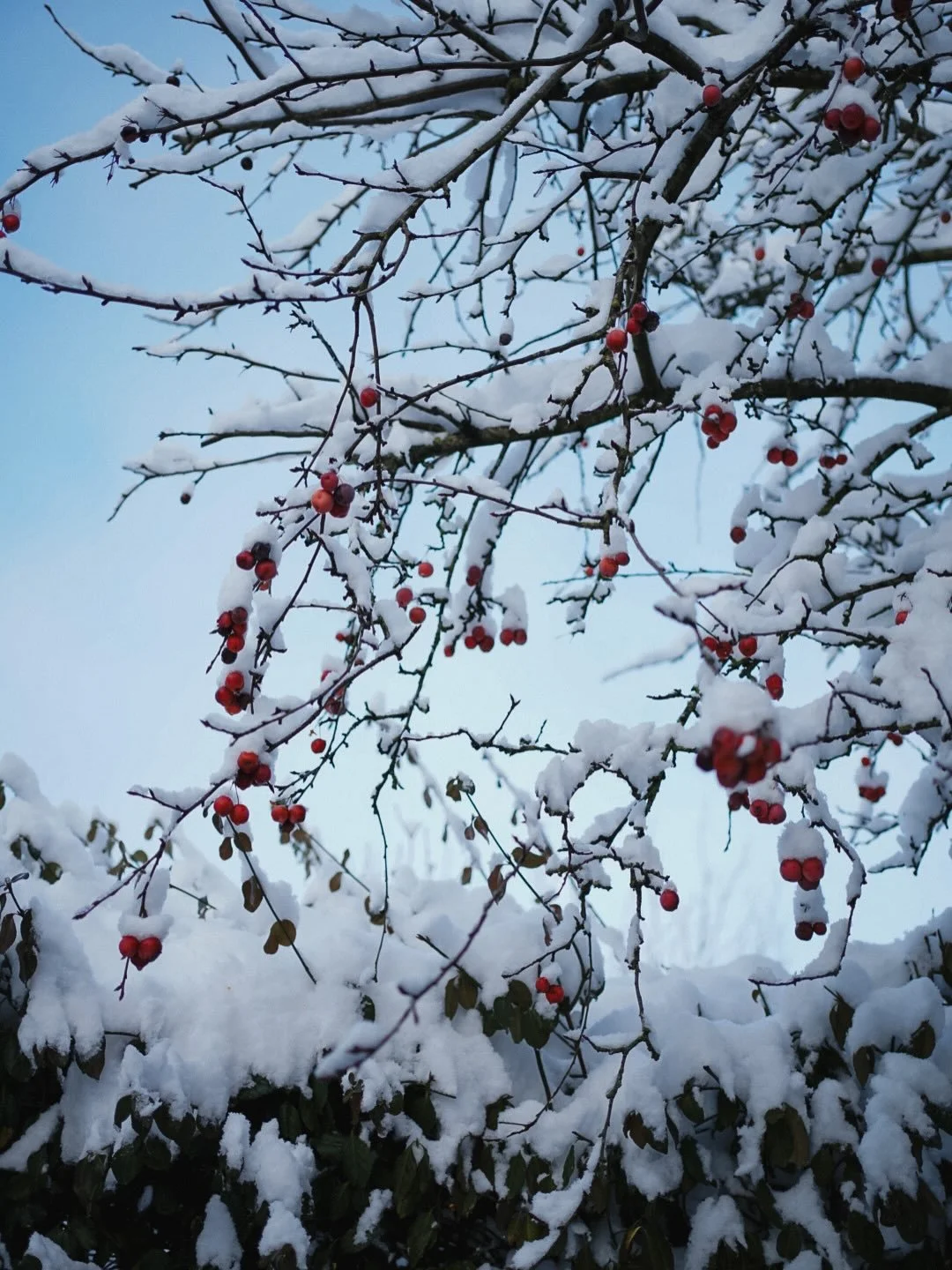 Het sneeuwt en ineens laat de tuin een heel ander gezicht zien.

Waar alles leek te slapen, komt nu de kracht van **winterstructuren** naar voren. Siergrassen die de sneeuw vasthouden, zaaddozen met een wit randje, takken en silhouetten die extra opv
