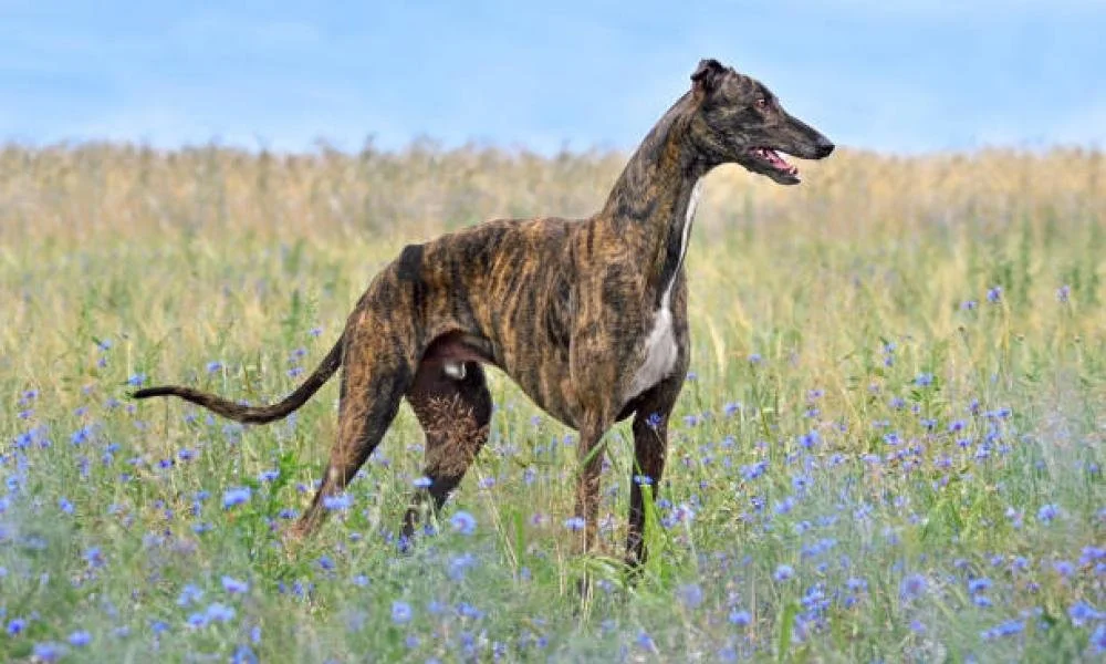 Increased deaths should place a question mark over State funding of Greyhound Industry - O’Gorman