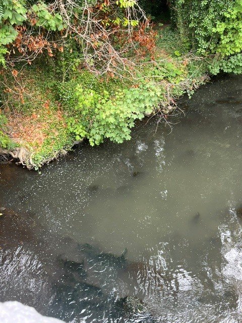 Full Investigation into Tolka Fish Kill Needed