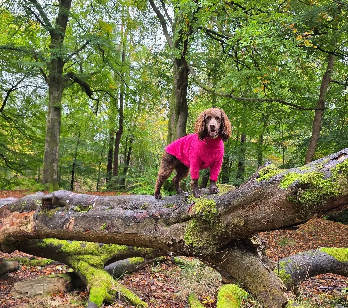 🐾BACK TO WORK TOMORROW🐾

The van has had 'the works' done, been prepped for winter and once again is in tip top condition - ready to transport your doggies to their favourite walkies. Thank you to James Pro Mechanical Services for everything you do
