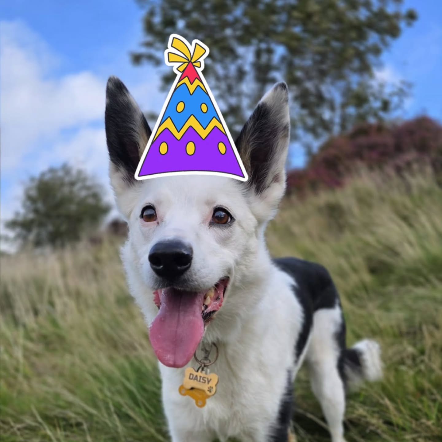 🎂Happy Birthday Daisy🎂

Over the weekend this gorgeous girl turned another year older. No doubt she had the best day finding big sticks on her walkies 🥰