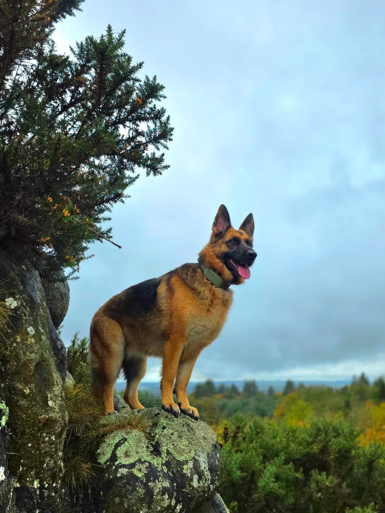 💜Luna💜

A girl close to my heart, been on our adventures since day 1! 
An honour to be walking her each week🥰

#dogsdaily #dogwalker #dogsofinstagram #tinypawadventures #germanshepherdsgsd #gsd #dogwalkerscotland #scotland #bathgate