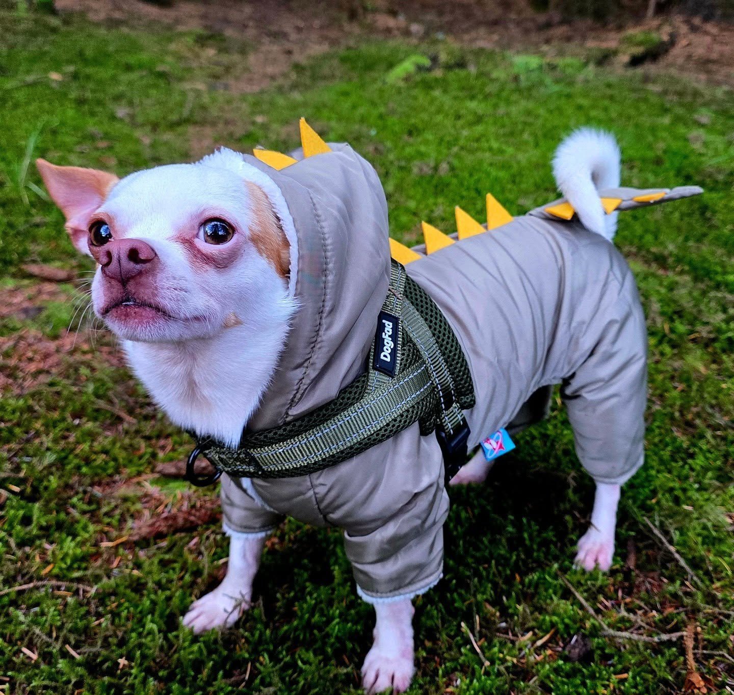 🦖ROAR!!🦖
My name is Mex and I am ferocious 😅