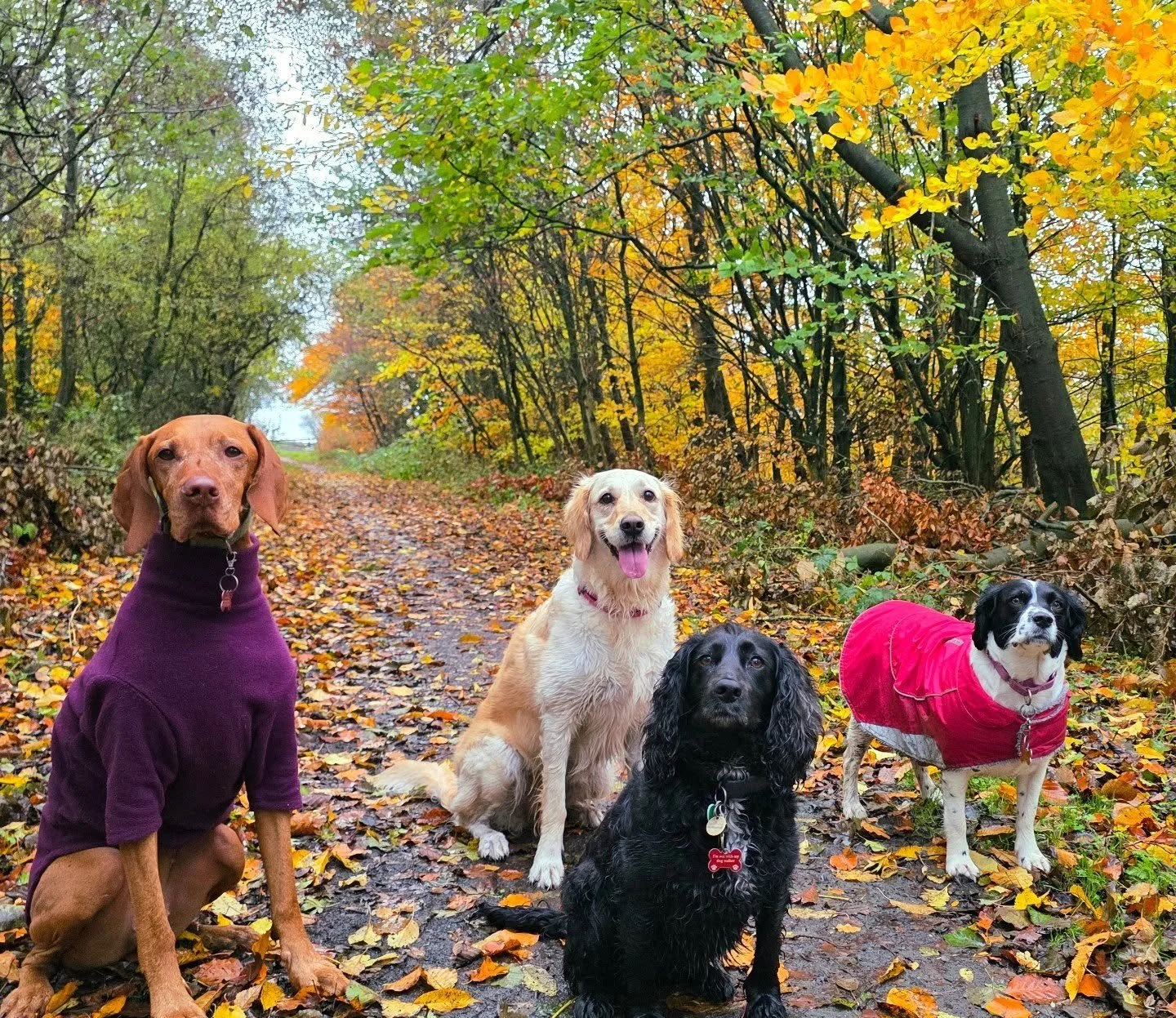 Wait... It's November already?! 😶

Unfortunately the time of year has come where the grounds is always wet meaning muddy paws 🐾
 
Polite reminder to please leave a spare towel out so I can wipe down paws and bellies when dropping your dogs home 🏡 