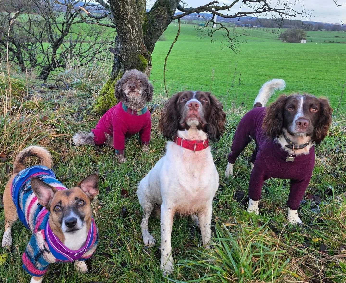 🎂HAPPY BIRTHDAY RILEY🎂

Over the weekend this gorgeous girl turned 2 years old! 

I'm not one to share too much about the work I do but I am incredibly proud of the progress this girl has made since joining us this time last year 😇
Riley was EXTRE