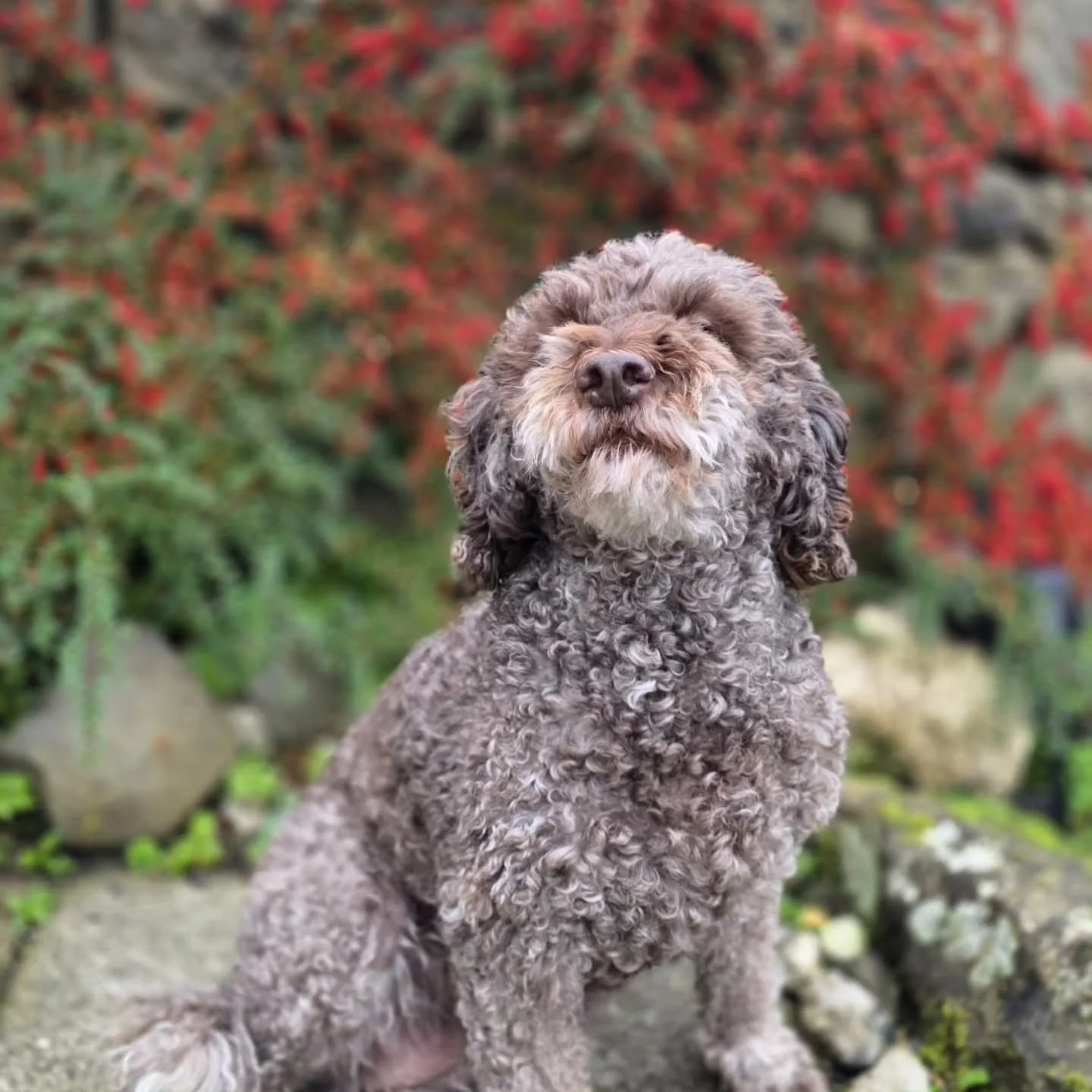 Farewell Maya 💕

Last week this gorgeous girl had her last walk with us, as over the festive period they are moving to Wales 🏴󠁧󠁢󠁷󠁬󠁳󠁿
I would like to take this opportunity to thank her parents for entrusting me with Maya these past couple year