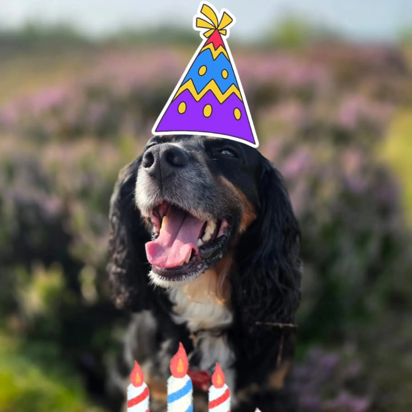 🎂Happy Birthday Dexter🎂

Handsome boy turning 9 today! 💕