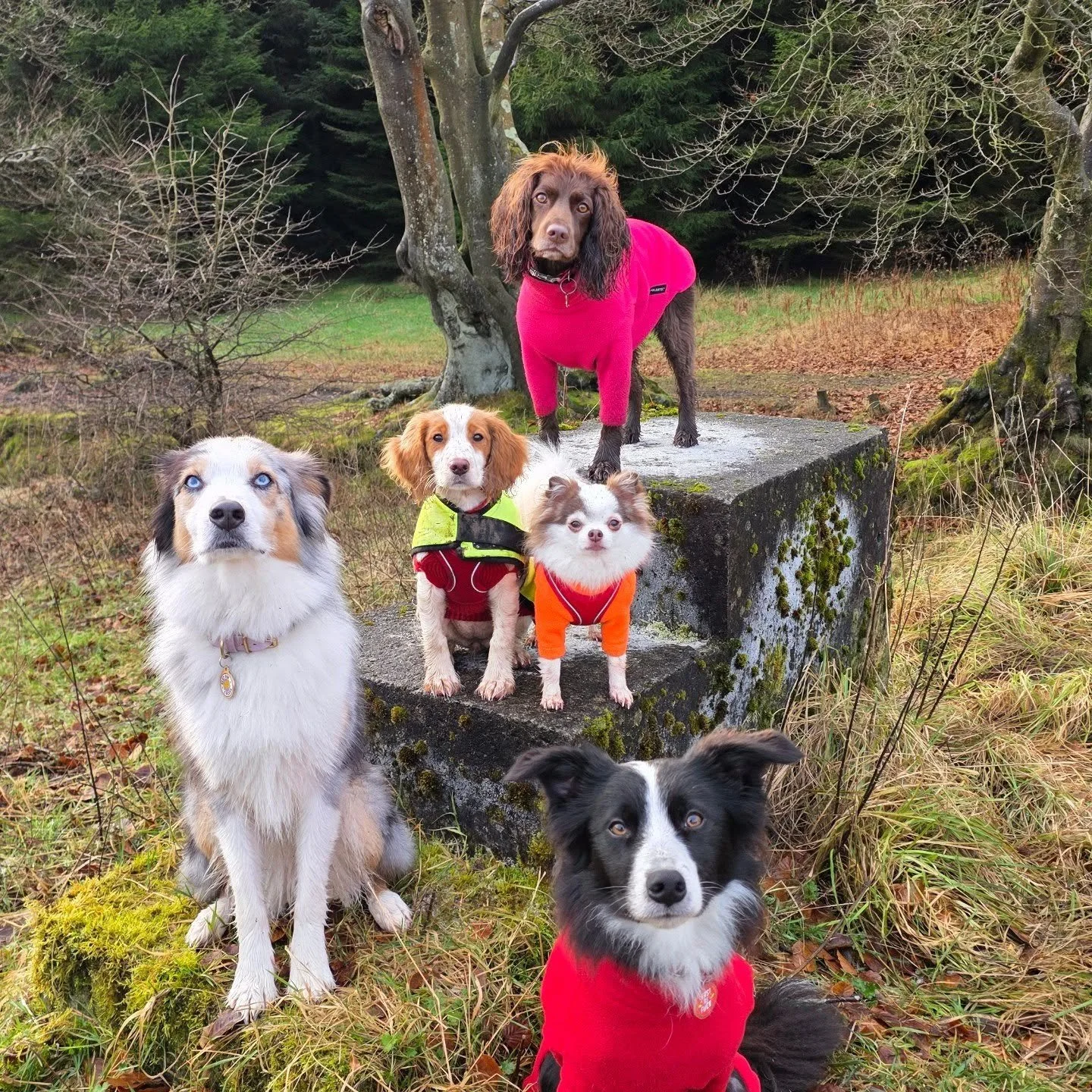 🐾Back to work tomorrow🐾

I hope you've all had a lovely festive break, but I am certainly looking forward to returning to walkies tomorrow and seeing all those happy faces 😍

It is expected to be cold this week, so please make sure you leave jumpe