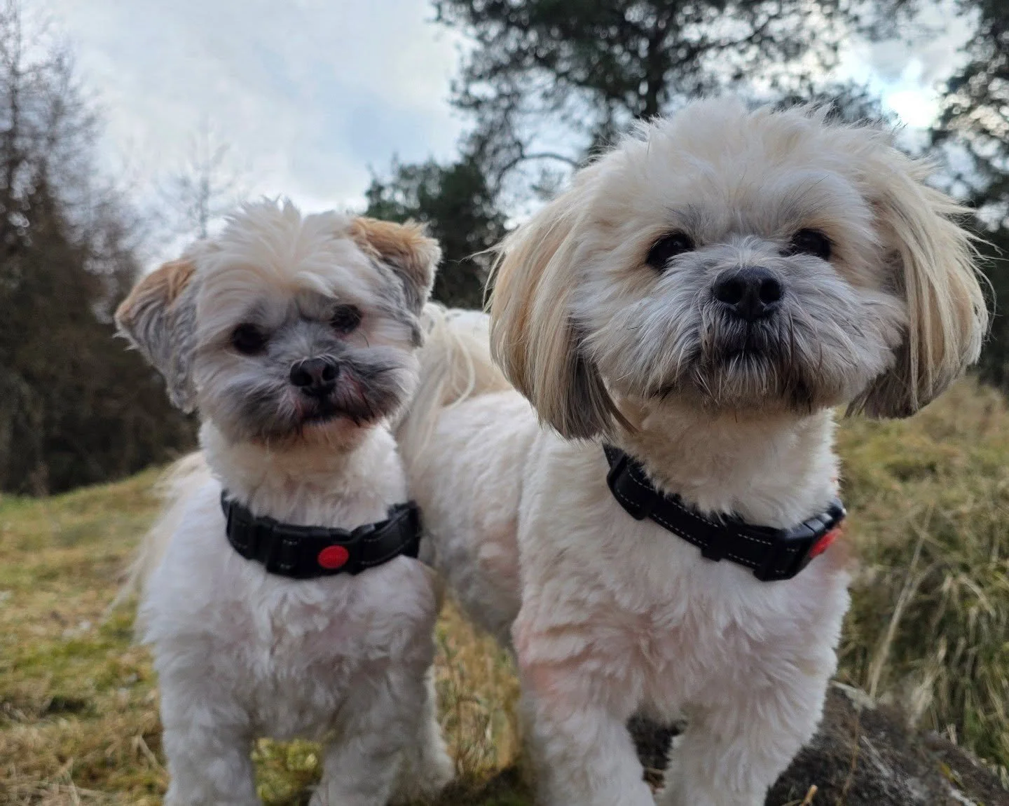 Introducing Axel &amp; Jax 🤍

They've dabbled in our walks a few years ago but are now joining us on a permanent basis 💕

#dogwalkerscotland #dogwalker #armadale #bathgate #tinypawadventures