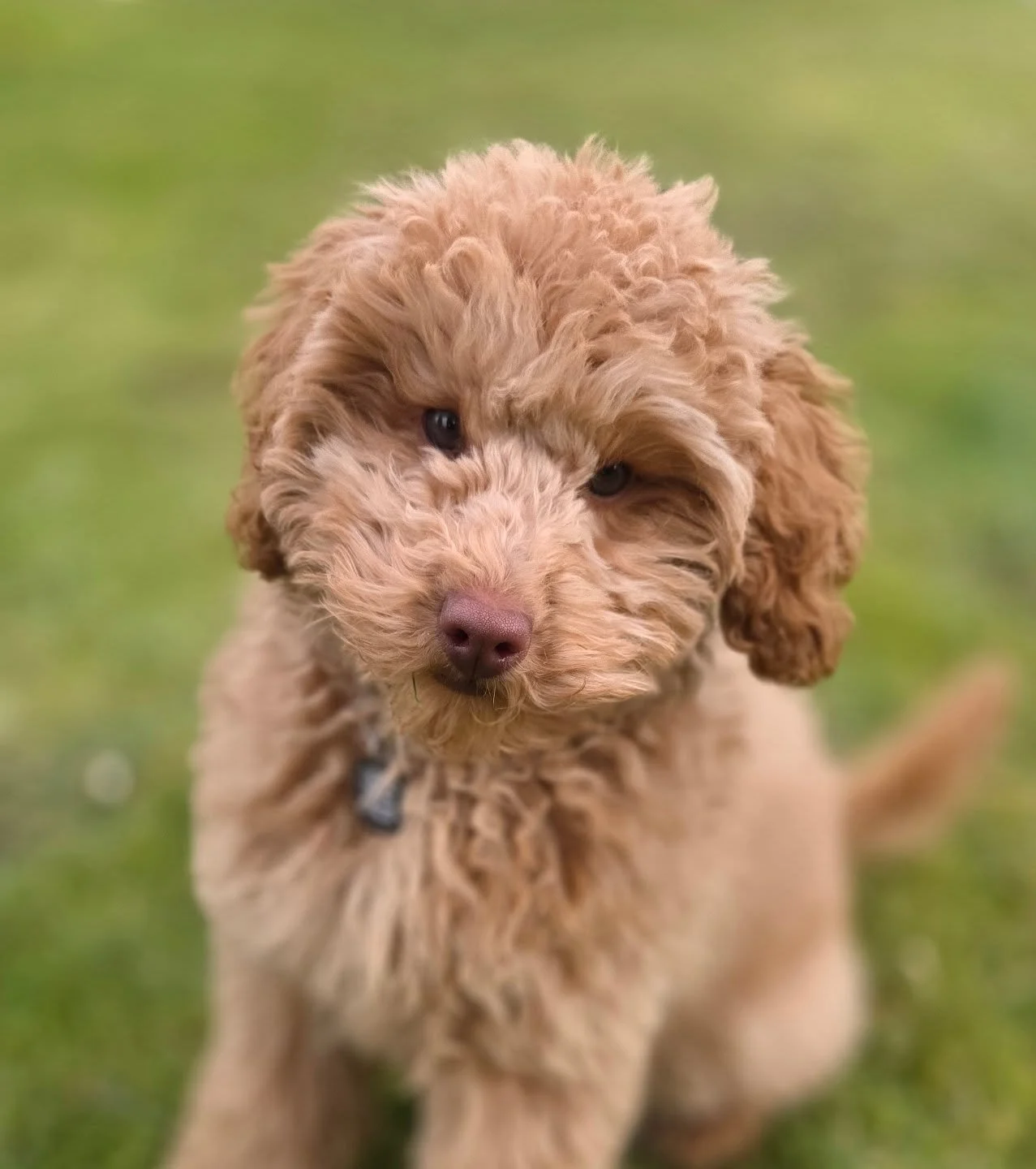 Introducing Sam 🧡