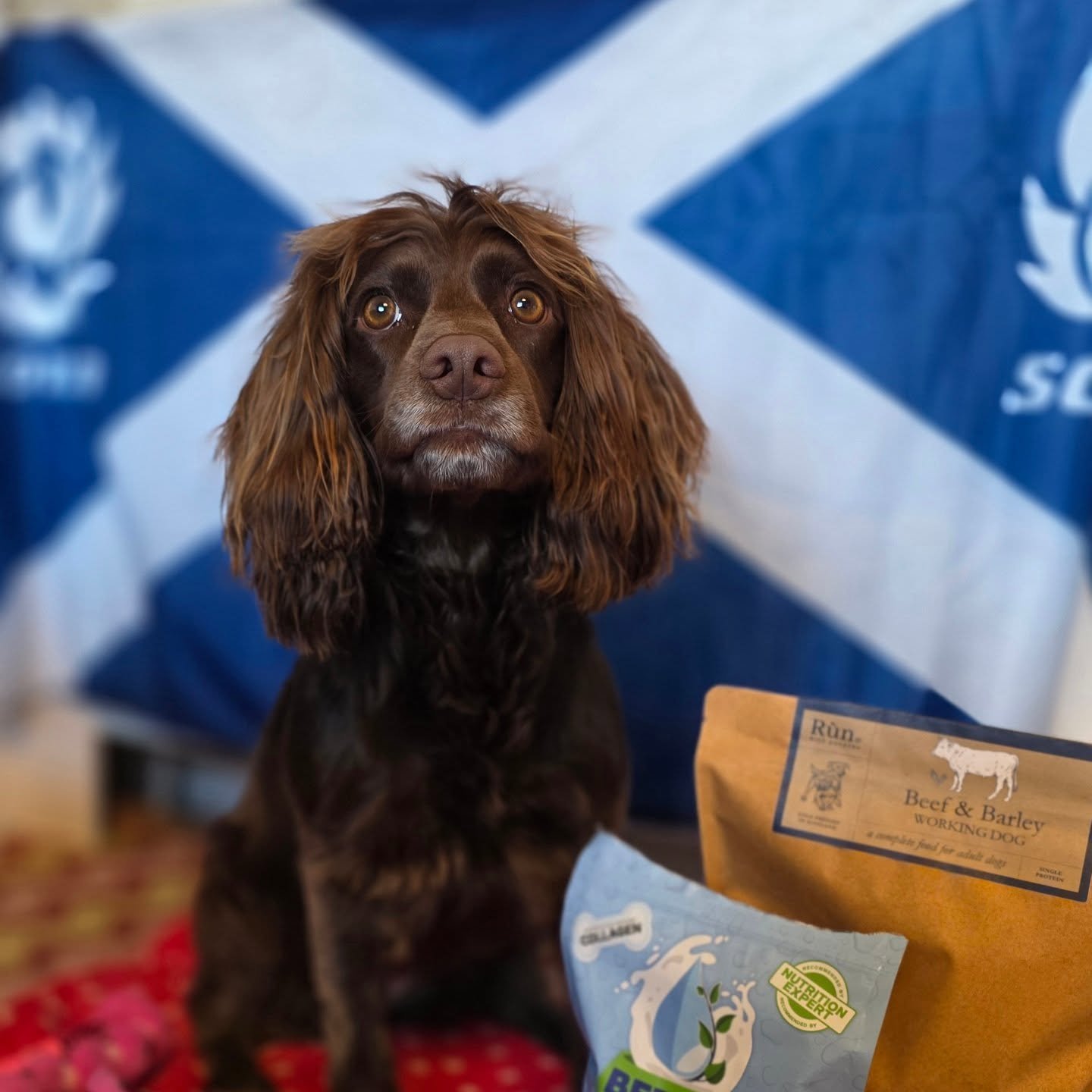 Tomorrow we travel to Crufts 💚🐾🎉
All messages, emails and socials will not be monitored until my return to work on Monday 9th March 🐾

For anyone who would like to watch us compete please use this link:
www.youtube.com/live/sGYI4_OmDzs?si=z1Z_90W