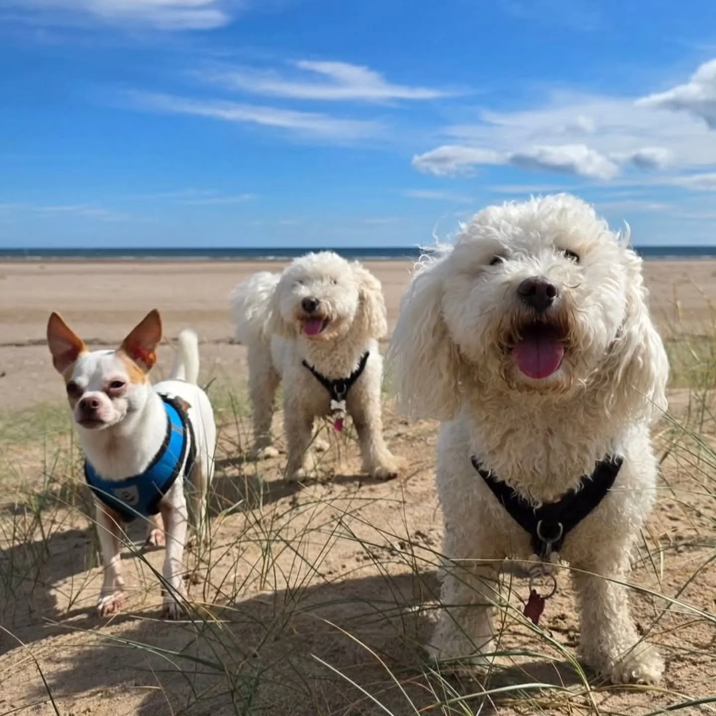 THE POST YOU'VE ALL BEEN WAITING FOR...

🏖BEACH DAY - SUNDAY 22ND MARCH 🏖 

▫️Pick up will be between 8.30am-9.30am
▫️Drop off between 3pm-4pm
▫️If possible, please provide a dryrobe for your dog if they have one 💦

💰&pound;50 per dog, payable at