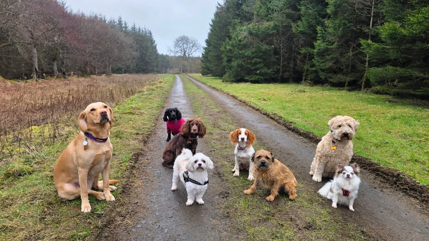 🥳CELEBRATING 3 YEARS OF BUSINESS🐾

​I can&rsquo;t believe it&rsquo;s been three years since I officially started Tiny Paw Adventures. What began as a love for dogs and the outdoors has turned into the most rewarding journey I could have imagined.

