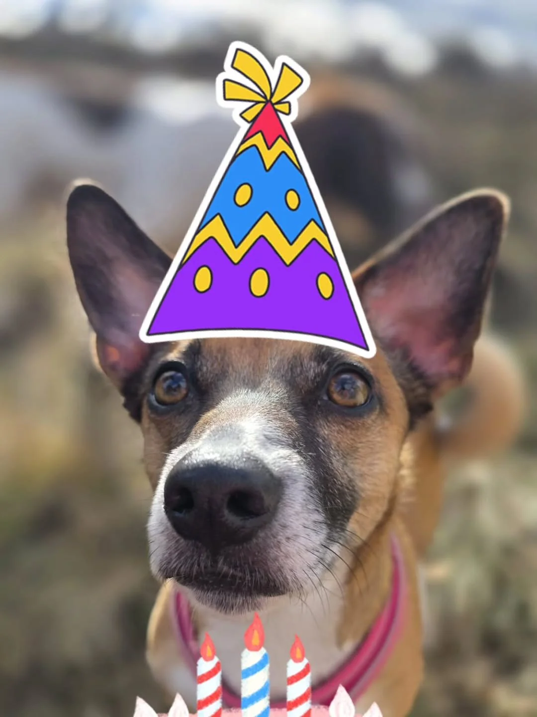 🎂HAPPY BELATED BIRTHDAY TO PRETZEL (sorry its a day late - I'm very unwell)🎂