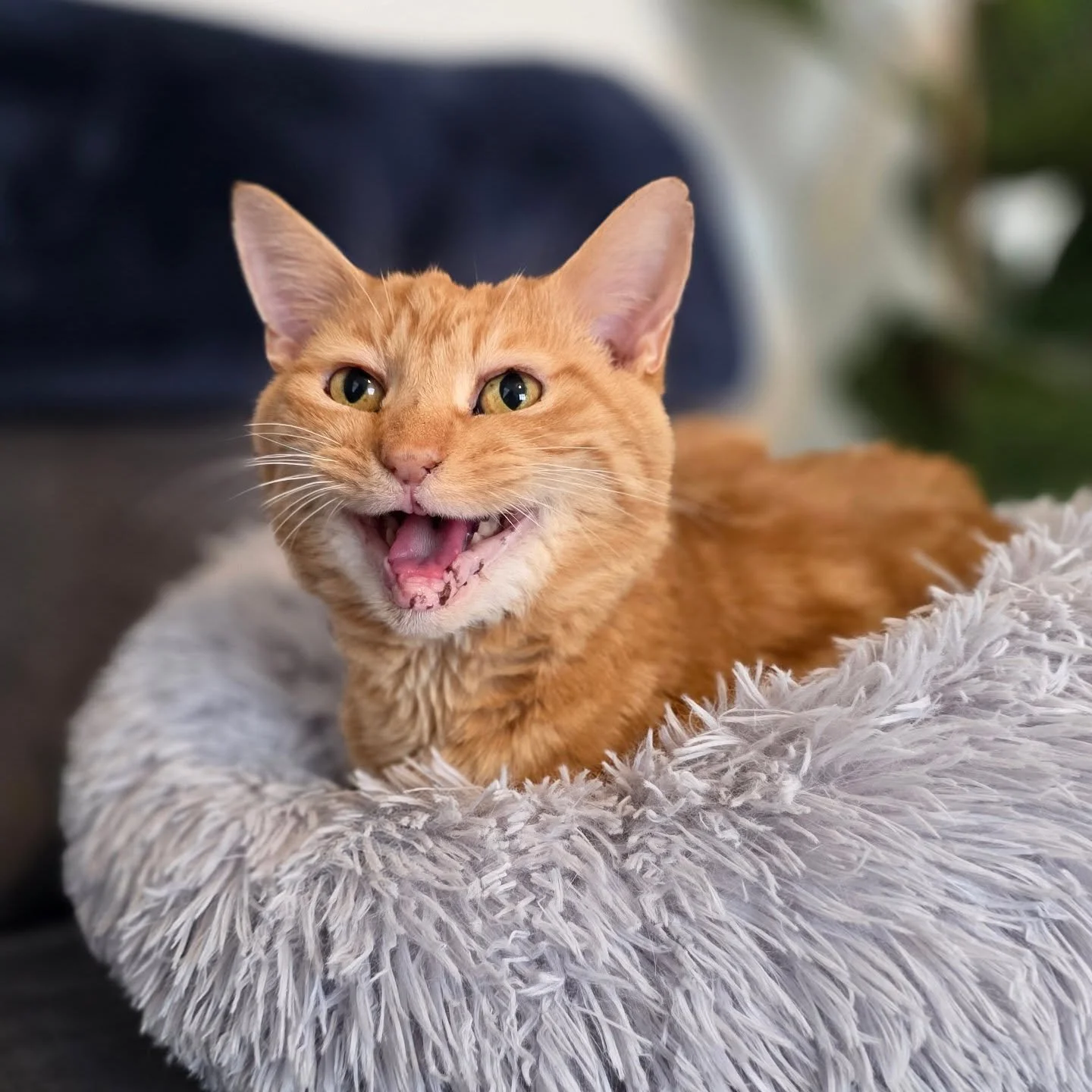 Introducing Simon 🥰
