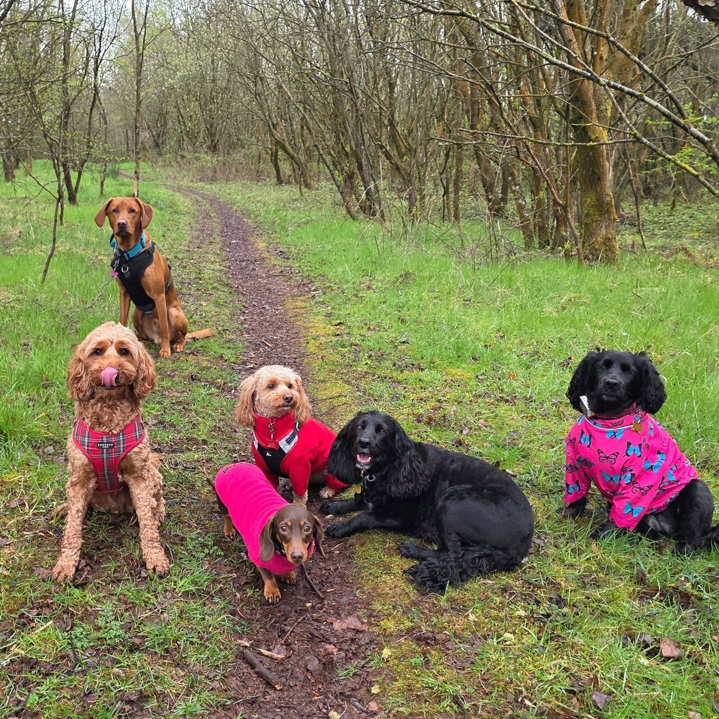 🐾 Important Update Regarding Services 🐾

​Thanks to your incredible support, our Group Walks have become a long-established success. We are currently operating at full capacity with a growing waiting list of pups eager to join the pack.

To ensure 