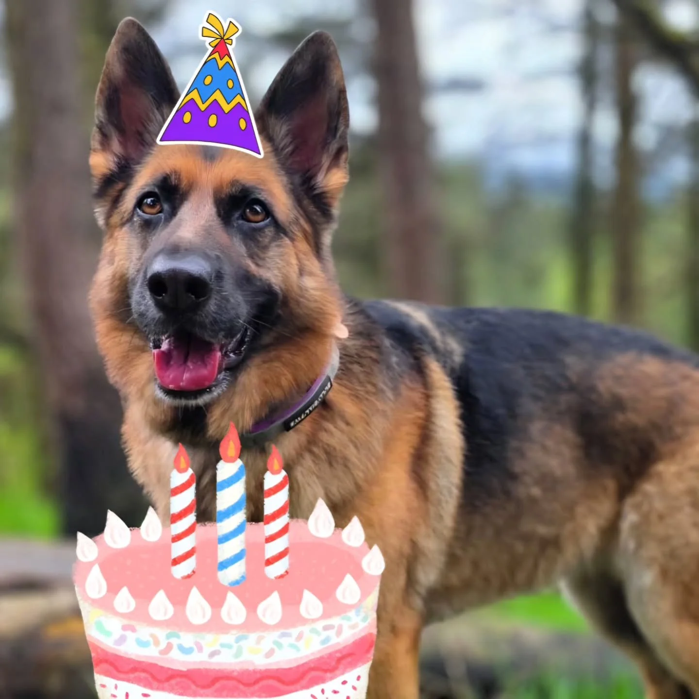 It wasnt just my birthday over the weekend - my birthday twin is Luna 🥰

Happy birthday 🎂 I have no doubts you were spoilt this weekend 🐾