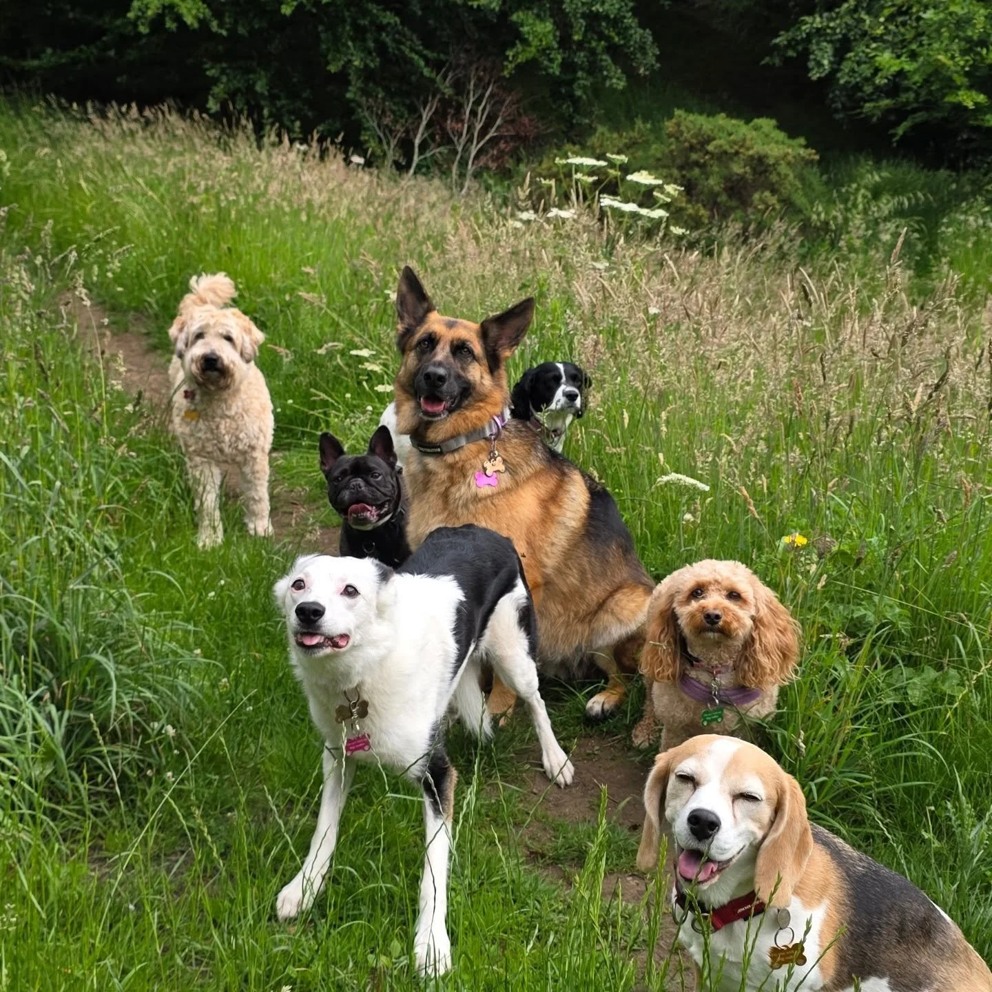 🐾Friday 3rd July - walk availability 🐾

I have a space for a half day, if anyone would like this please drop me a message 💕
Existing clients only*