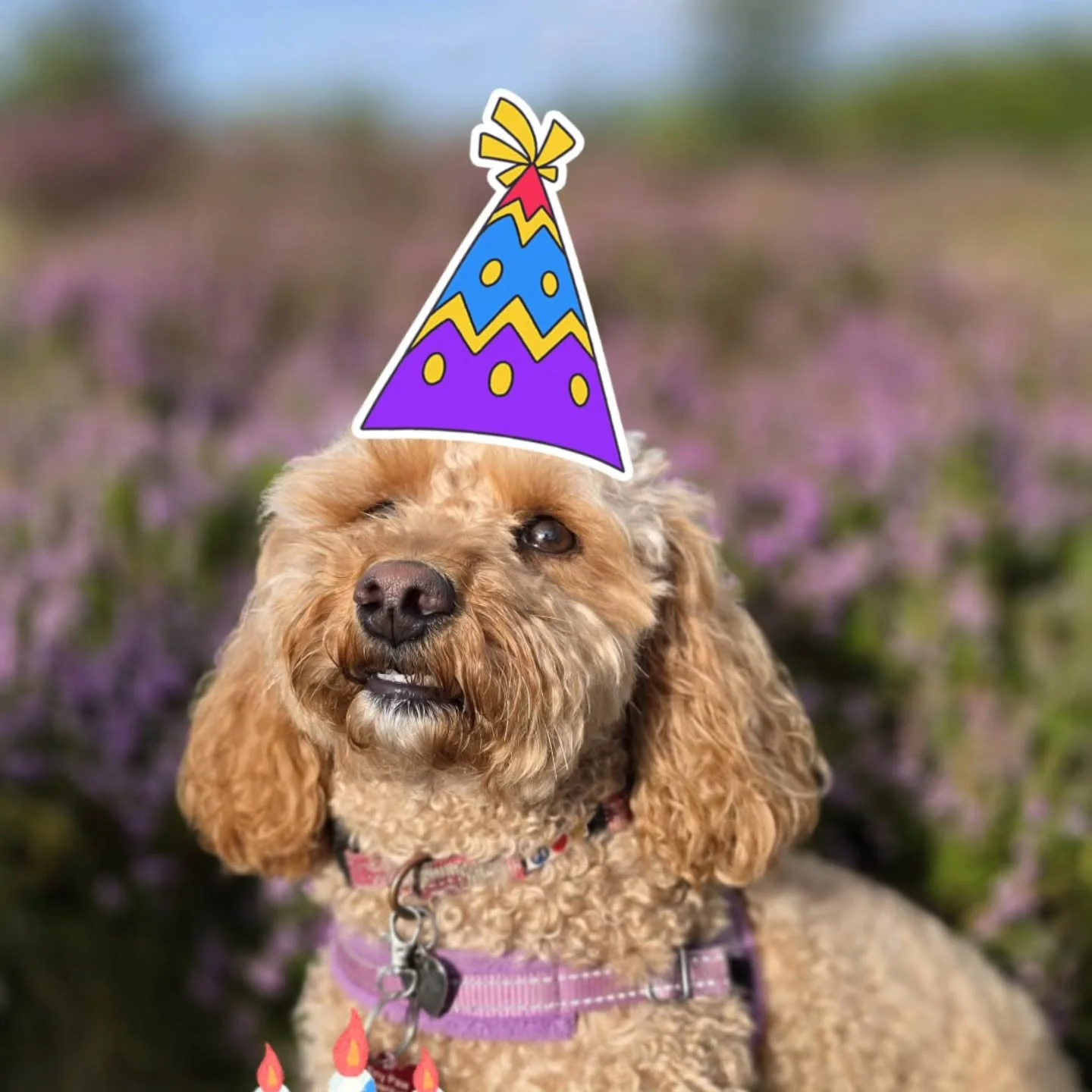 🎂Happy Birthday Lola🎂

Turning a big 3 years old today!! Spent her day enjoying walkies with all her friends(and me😉) 🩷