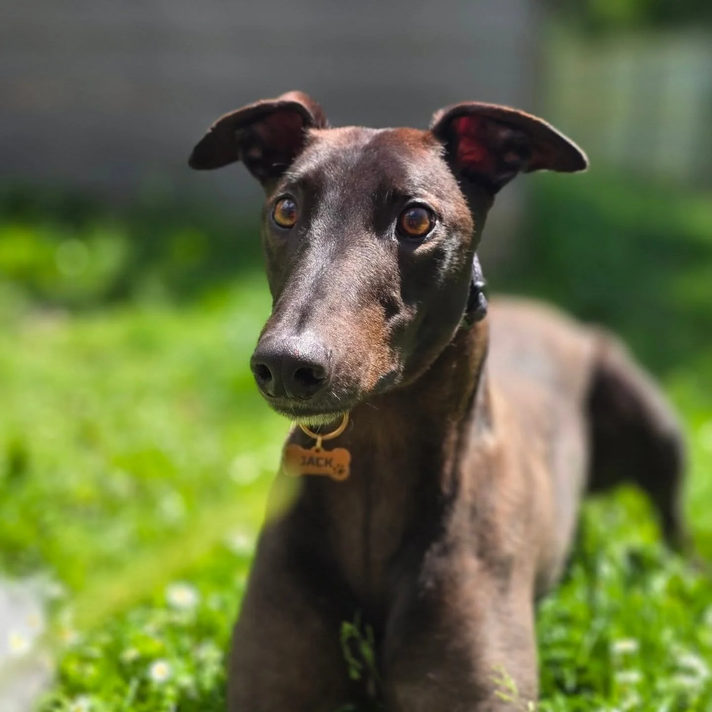 Introducing Jack 😍

This absolutely stunning boy is now enjoying retired life, previously having a short successful career racing 🏁 🐾
He has a big heart filled, with so much love to give! ❤️