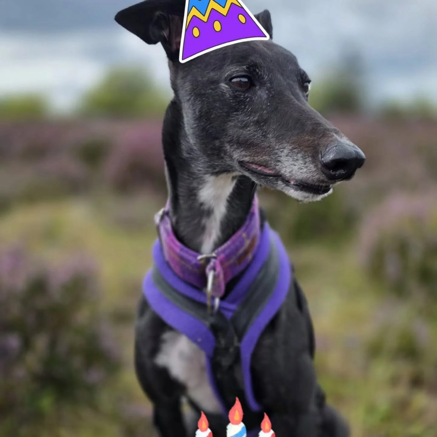 🎂Happy Birthday Luna🎂