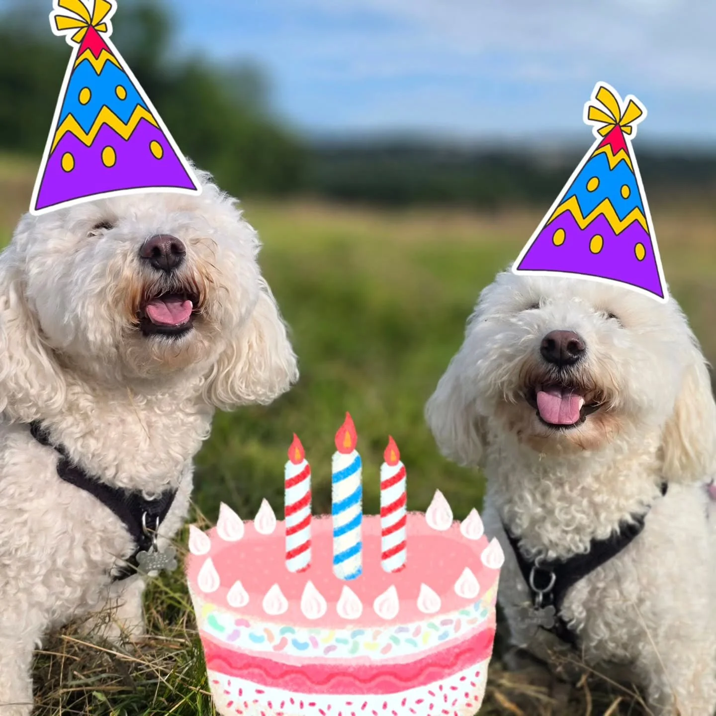 Betty &amp; Stanley turn 5 years old! 🎂

Yesterday the twins had their birthday, this morning they're having a party with paw friends 🐾💕