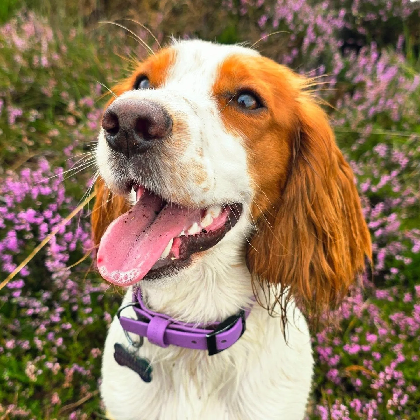 🐾SEPTEMBER - diary is filling fast!🐾

If you are requiring additional days or changes to your usual walk times in September please let me know ASAP!
Most of my diary is already full for September 🐾
If i can accommodate a walk request I will always