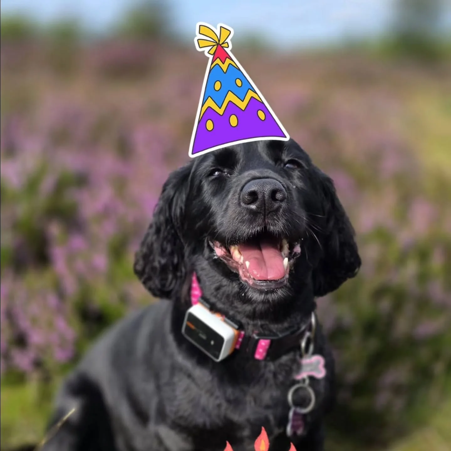 🎂Happy Belated Birthday 🎂

Over the weekend Poppy turned 6 years old! ❤️