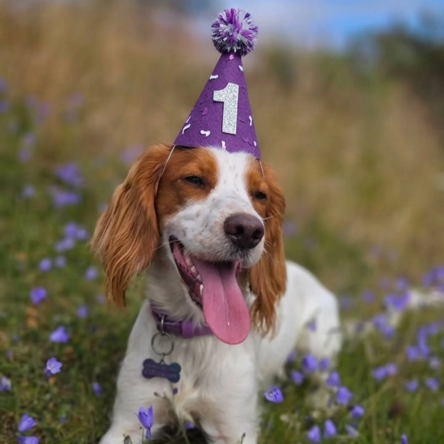 🥳🎂A BIRTHDAY BONANZA!!🎂🥳

Whilst I was off on holiday last week handsome Hamish and gorgeous Coda celebrated their birthdays -  I have no doubts both were spoilt 🥰

And today my own little Squashie turns 1 year old - where does the time go?! 💜