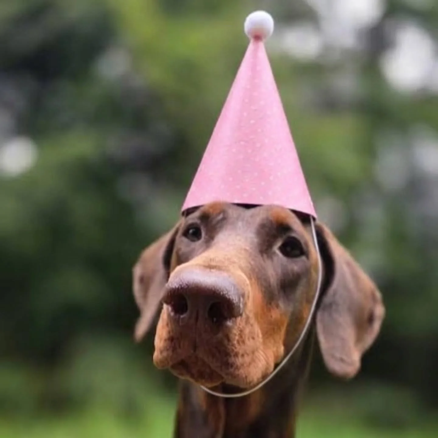 🥳🎂A BIRTHDAY BONANZA!!🎂🥳

Whilst I was off on holiday last week handsome Hamish and gorgeous Coda celebrated their birthdays -  I have no doubts both were spoilt 🥰

And today my own little Squashie turns 1 year old - where does the time go?! 💜