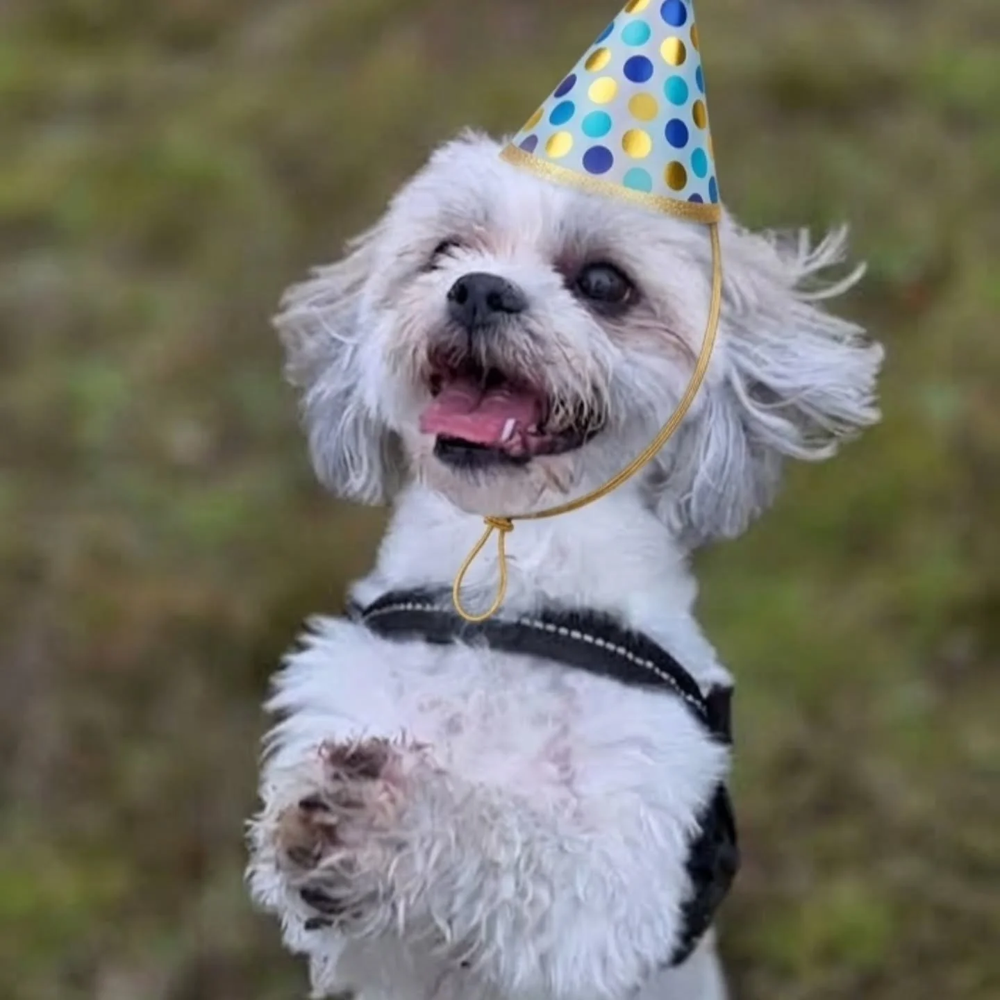 🥳🎂A BIRTHDAY BONANZA!!🎂🥳

Whilst I was off on holiday last week handsome Hamish and gorgeous Coda celebrated their birthdays -  I have no doubts both were spoilt 🥰

And today my own little Squashie turns 1 year old - where does the time go?! 💜
