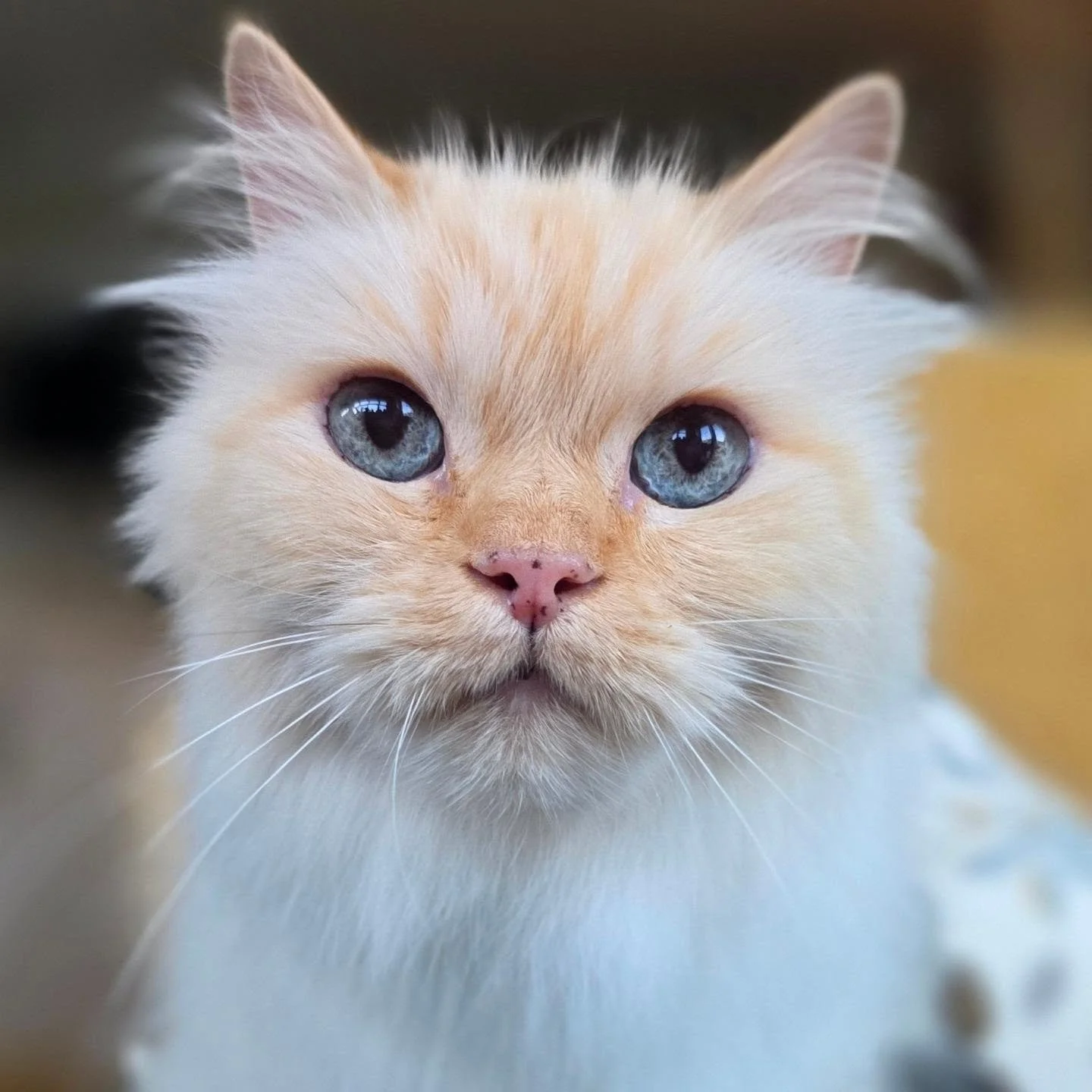 Jasper 🐈😍