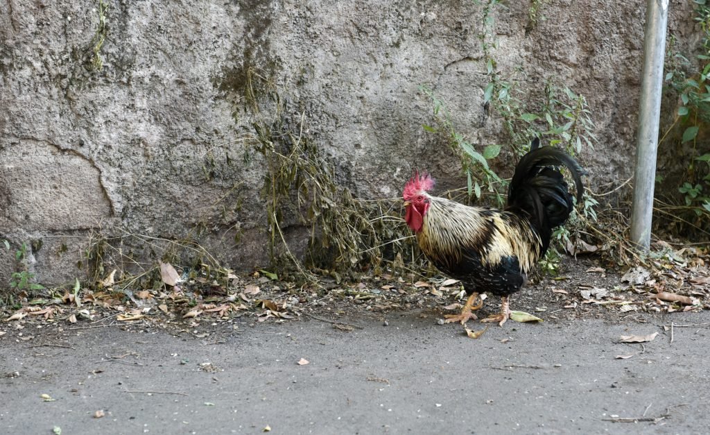 Il gallo della via del Monte Testaccio...