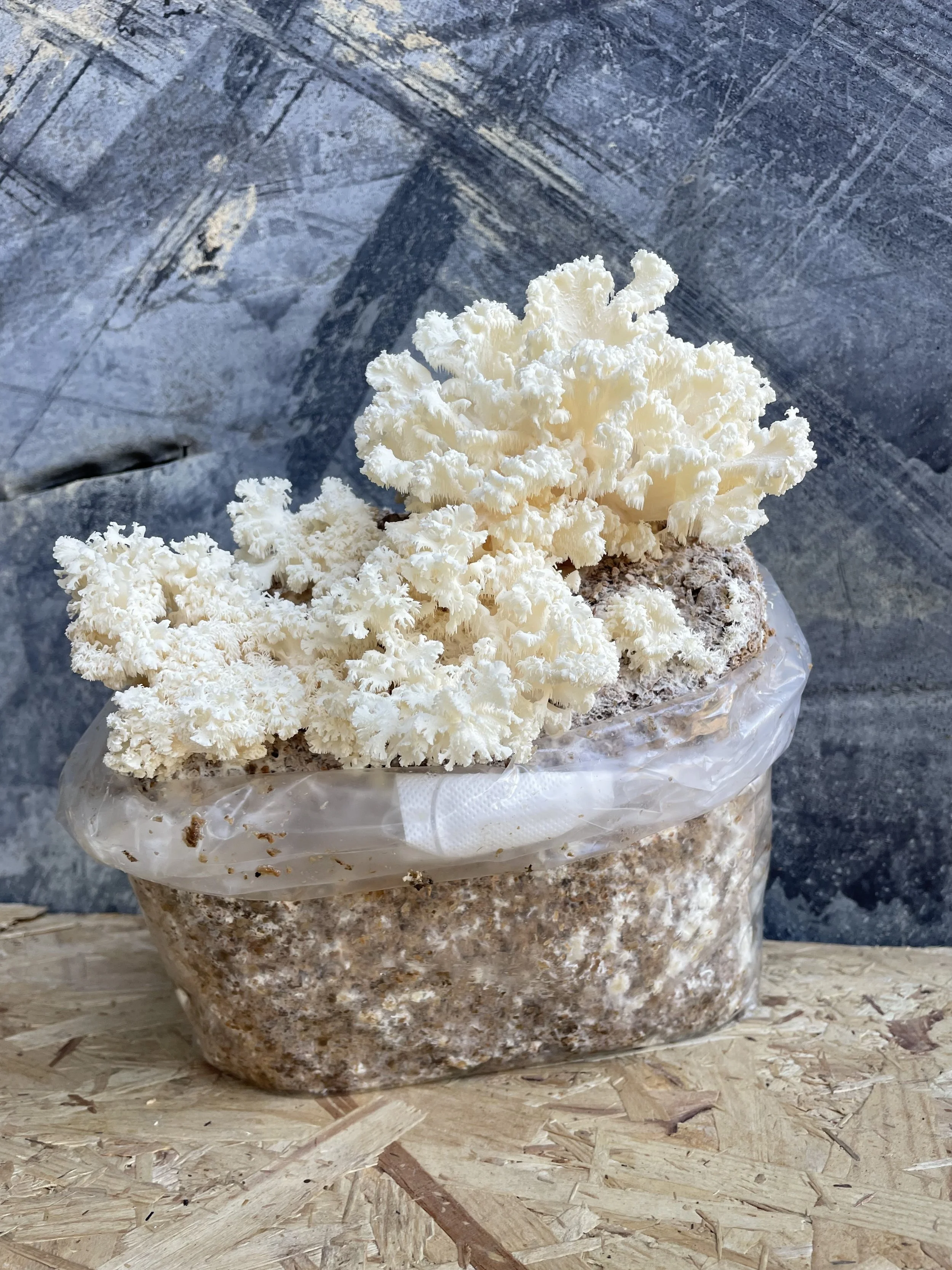 Coral Tooth | Caley Brothers 02.jpeg