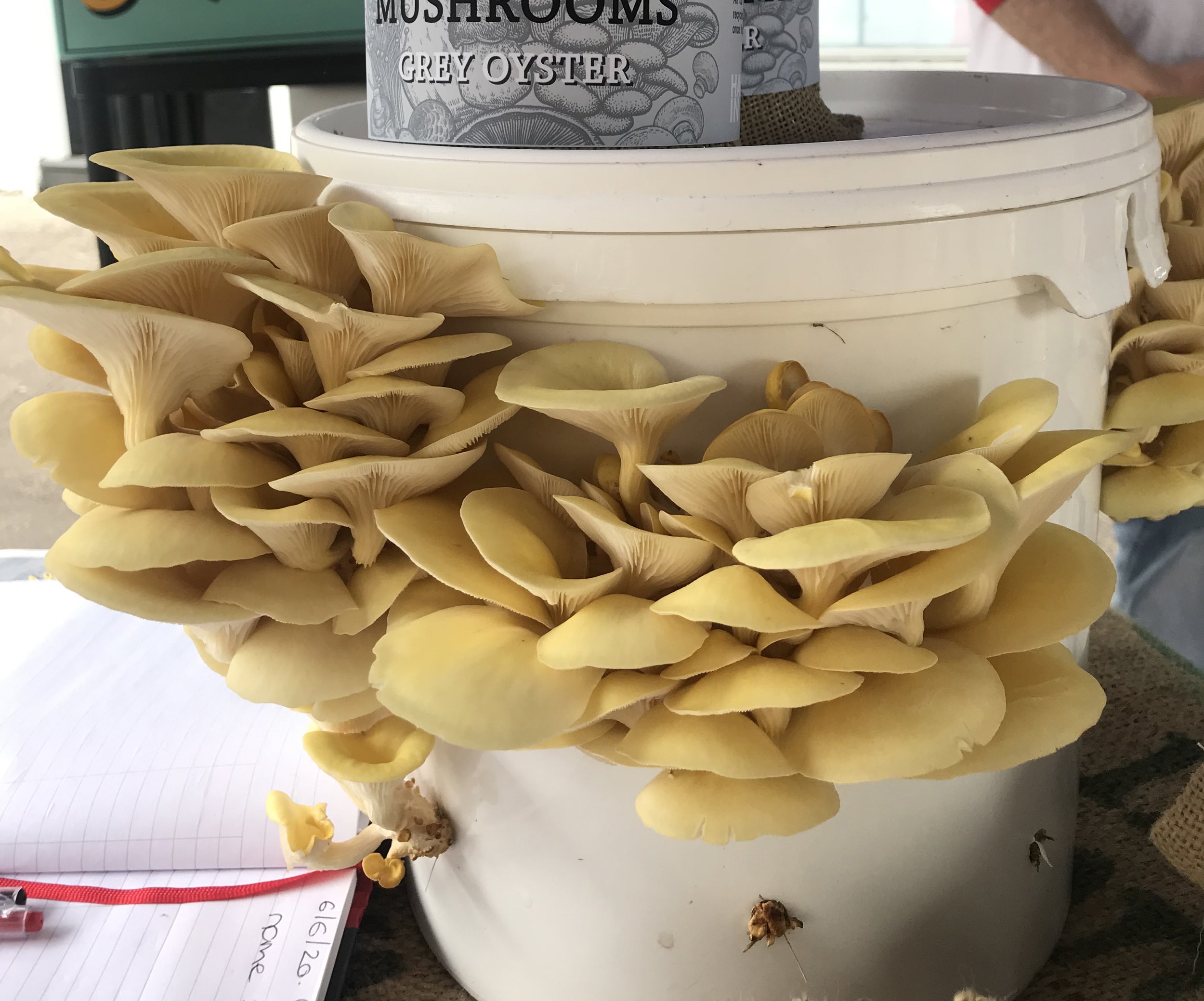 yellow bucket 02.jpg