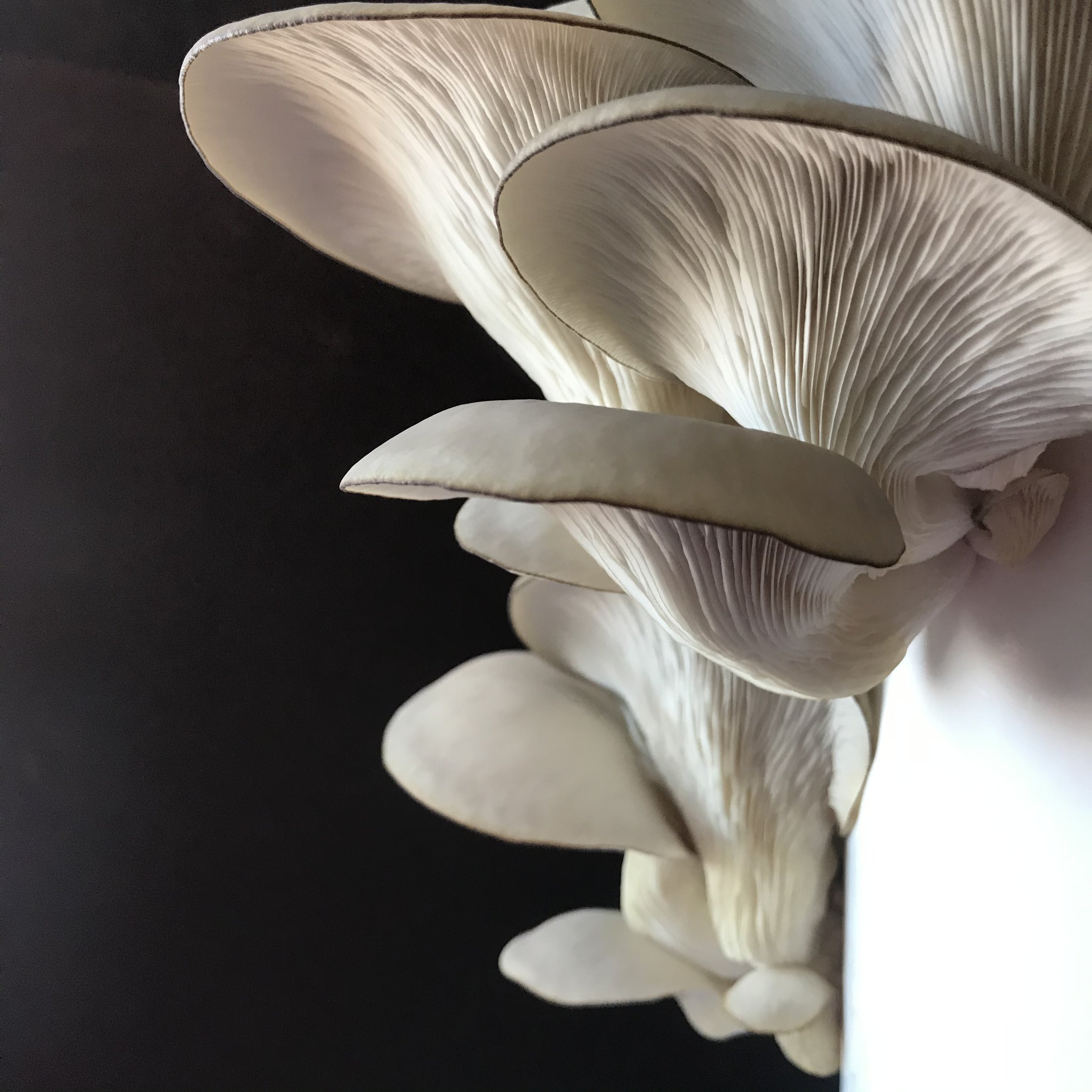 Caley Brothers_Grey Oyster 01.jpeg
