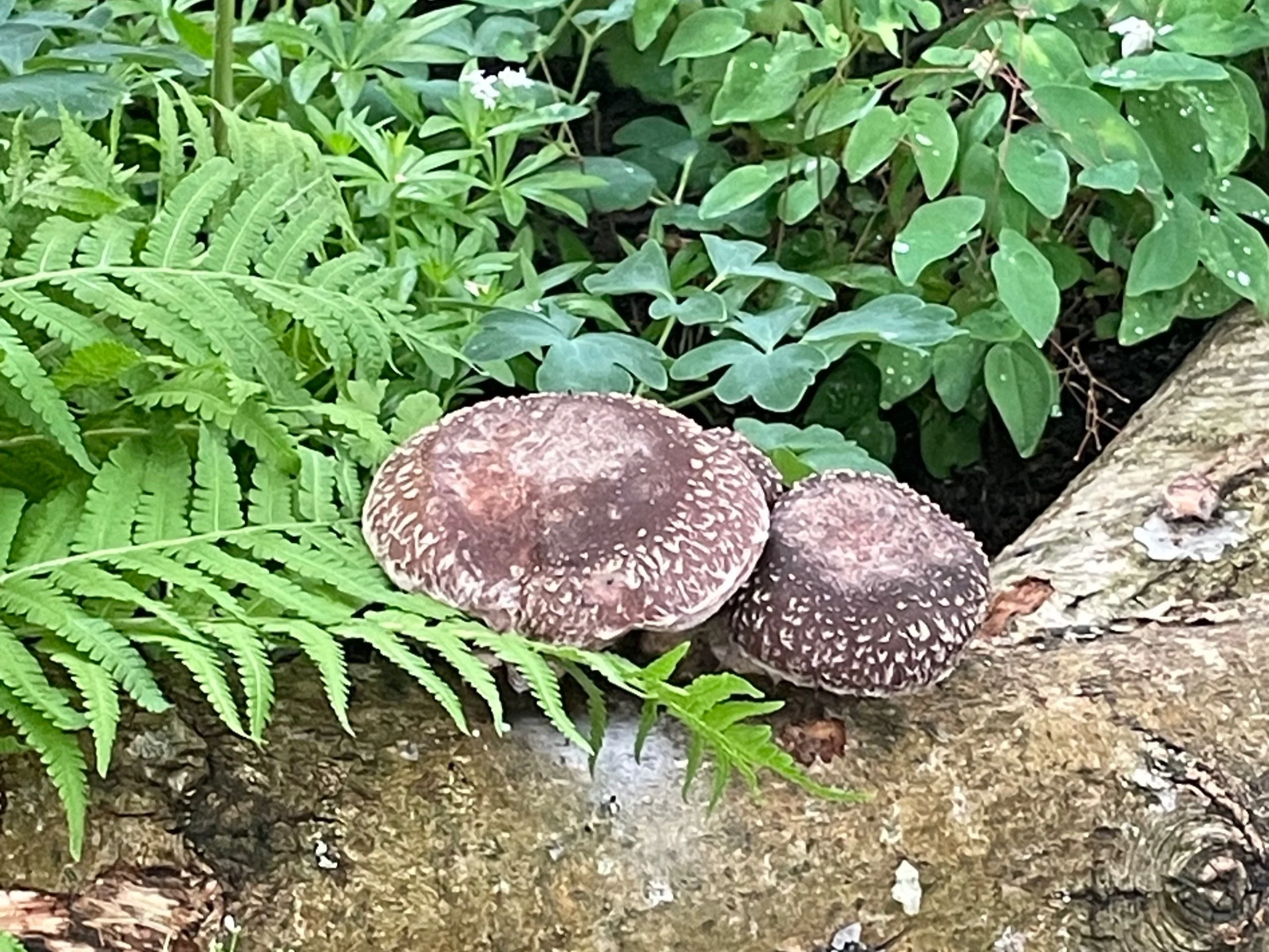 To eat or not to eat, that is the question…