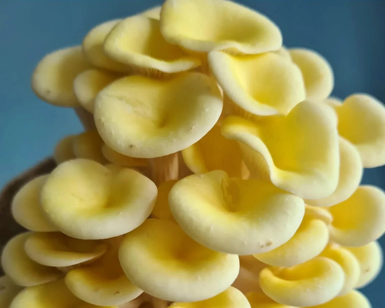 Native vs. Non-native mushrooms and what’s at stake…