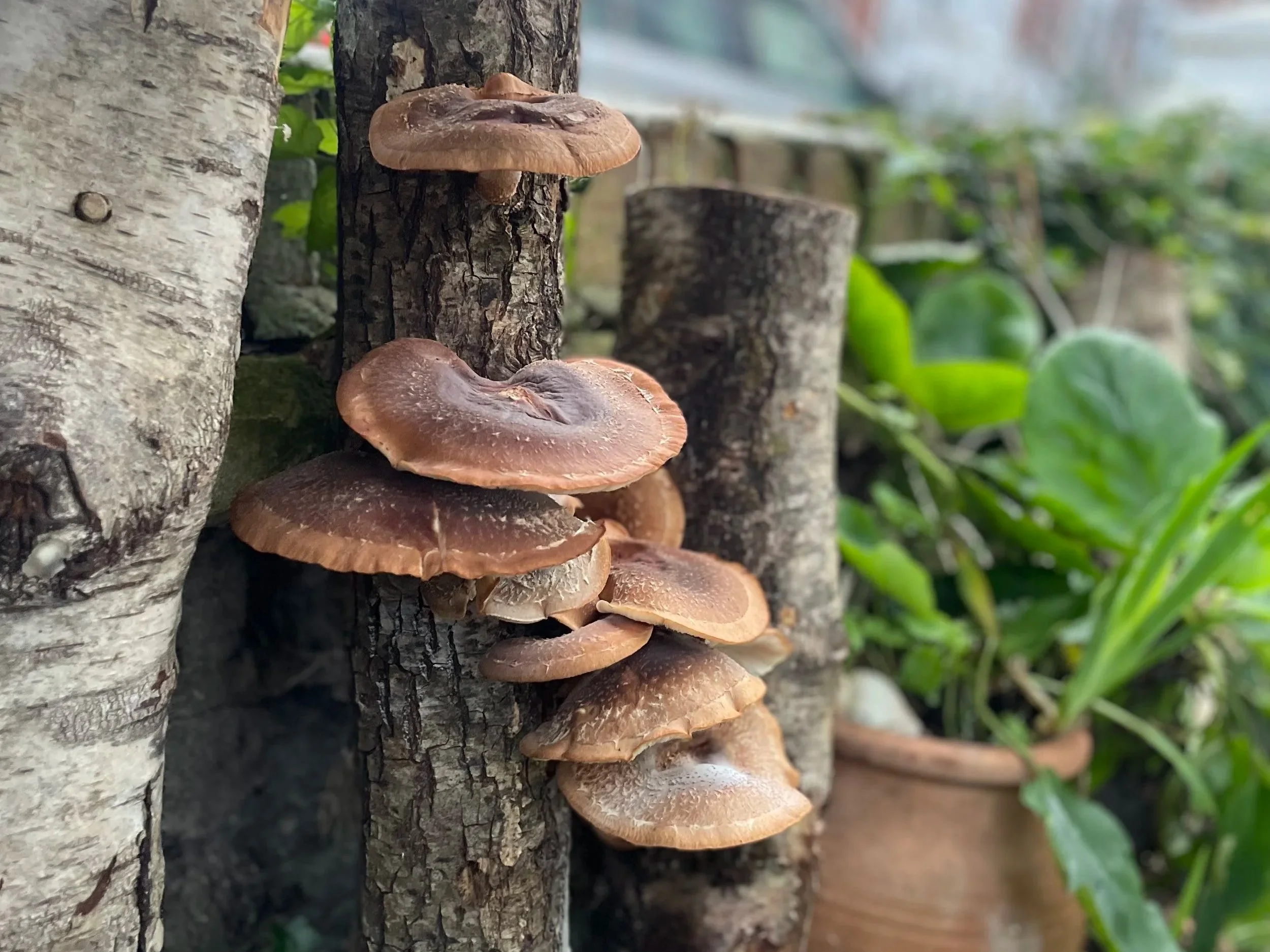 We want to talk about mushrooms…