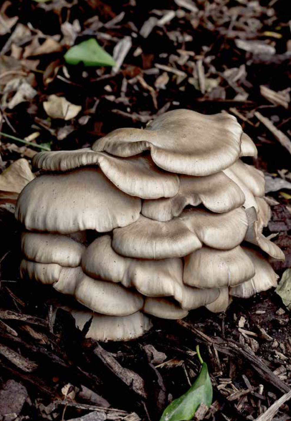 Screenshot 2026-01-08 at 11.25.35.png