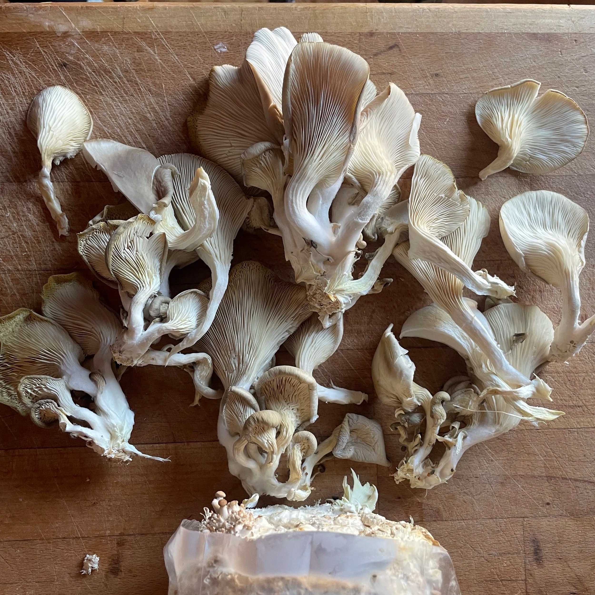 Slow food and the joy of growing your own…