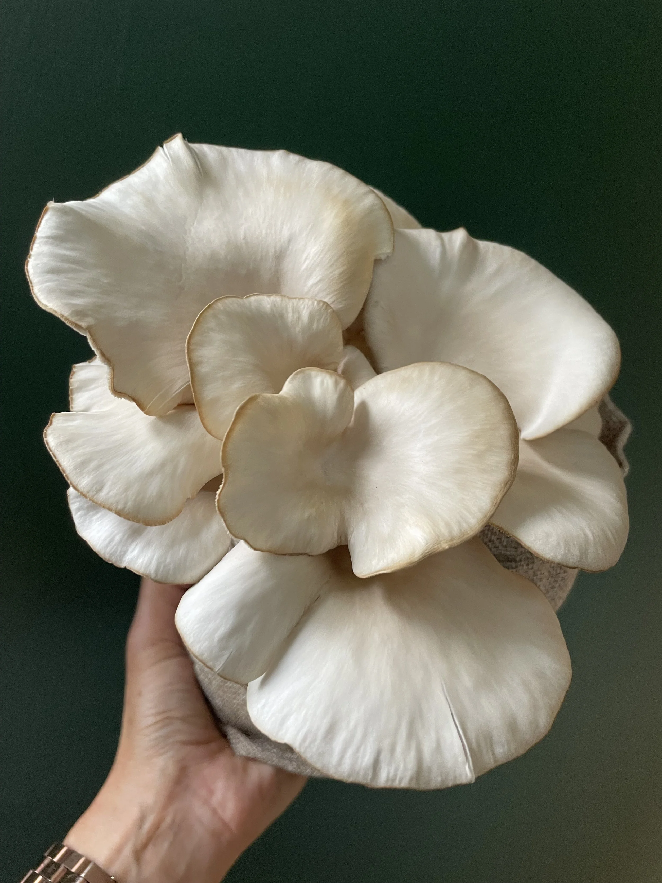 Tarragon Oyster | Caley Brothers 01.jpeg