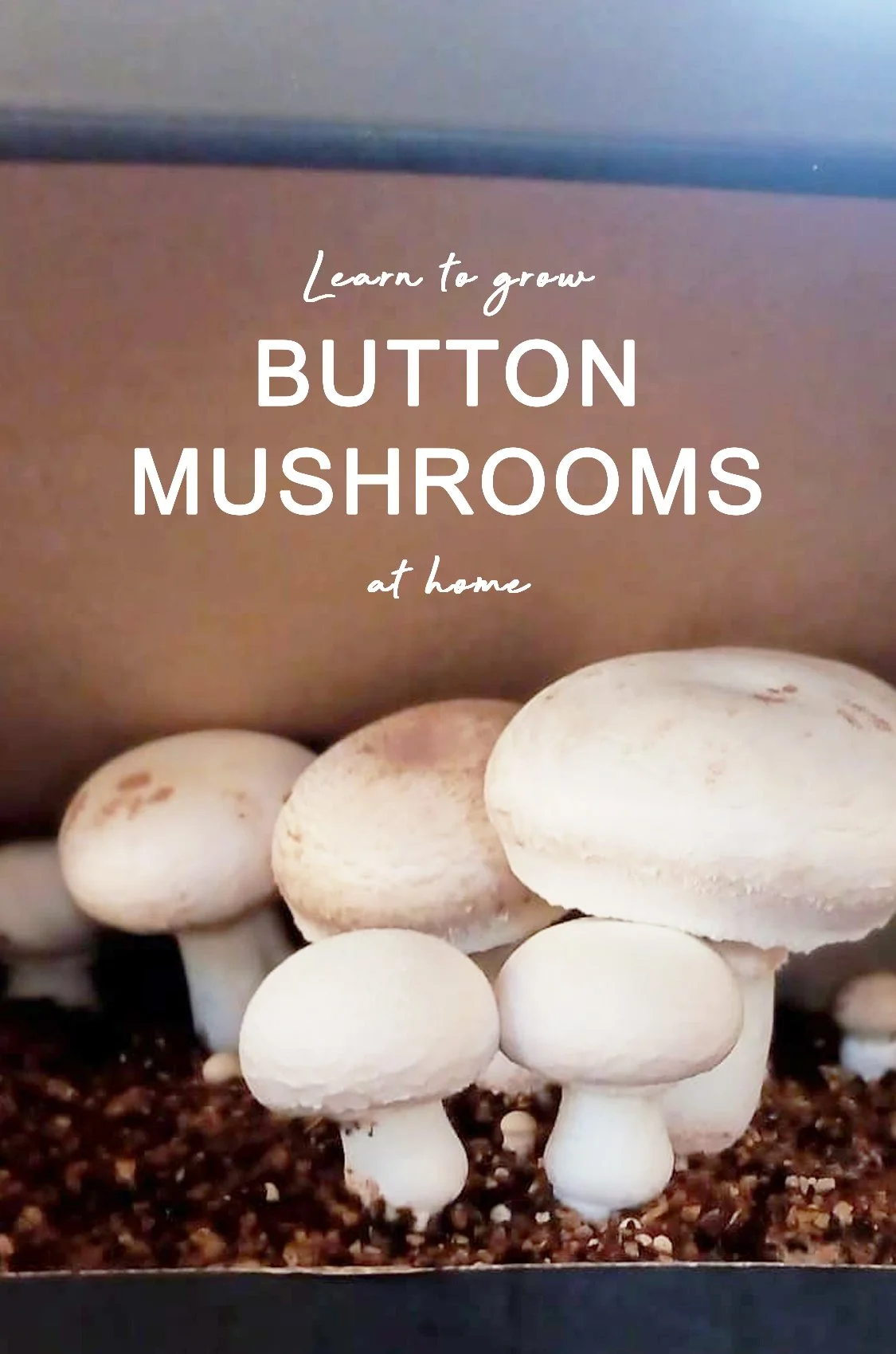 website image workshop - button.jpg