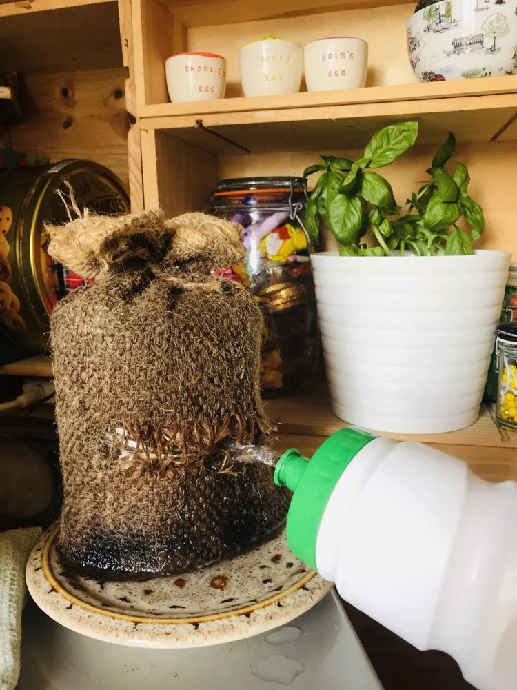 Grow your own mushroom kit instructions
