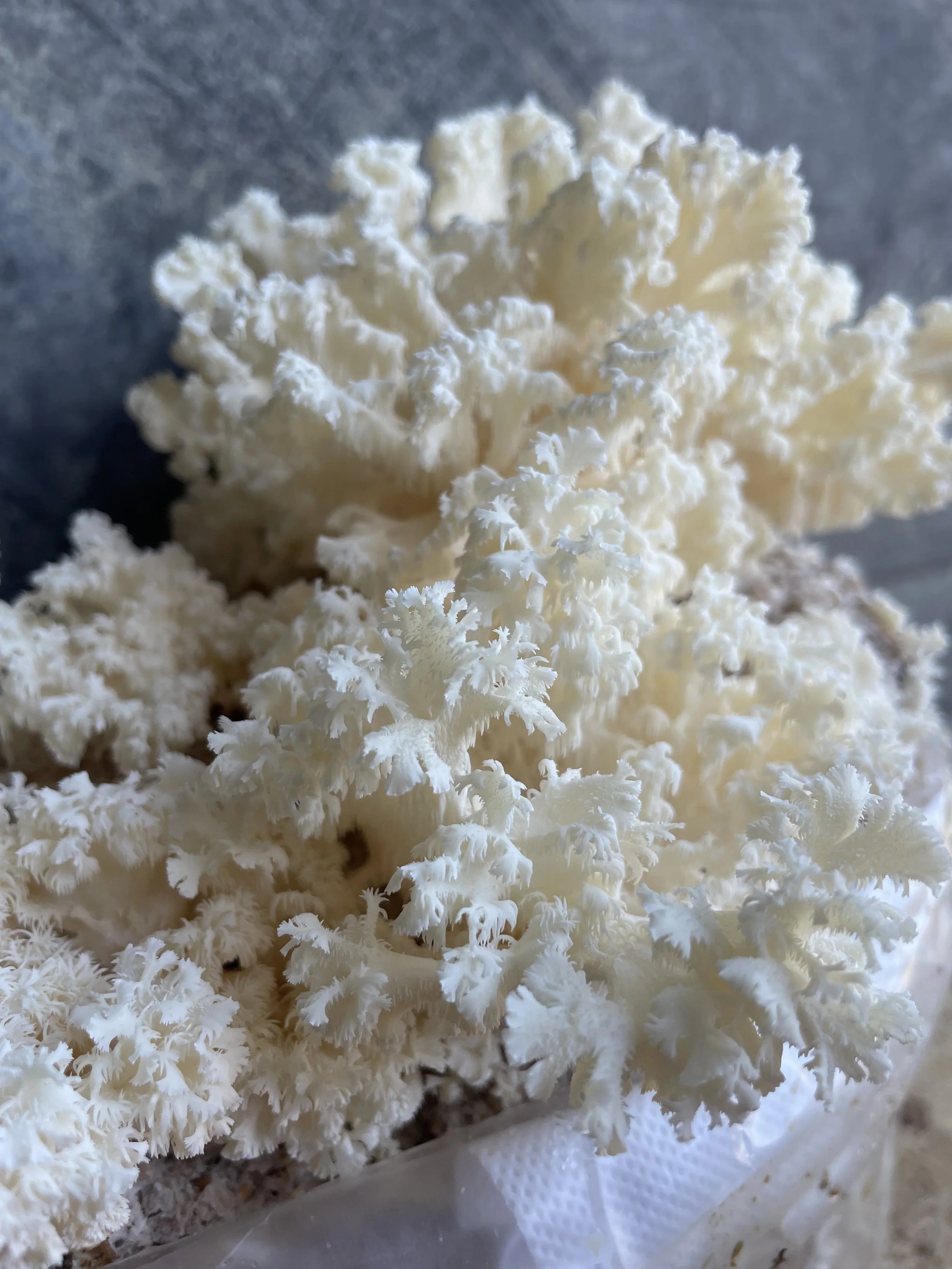 Coral Tooth | Caley Brothers 01.jpeg