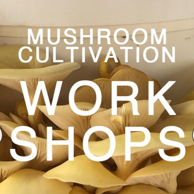 Mushroom cultivation workshop graphic featuring illustrated mushrooms, representing hands-on fungi growing classes, sustainable gardening, and educational experiences in growing edible mushrooms at home.