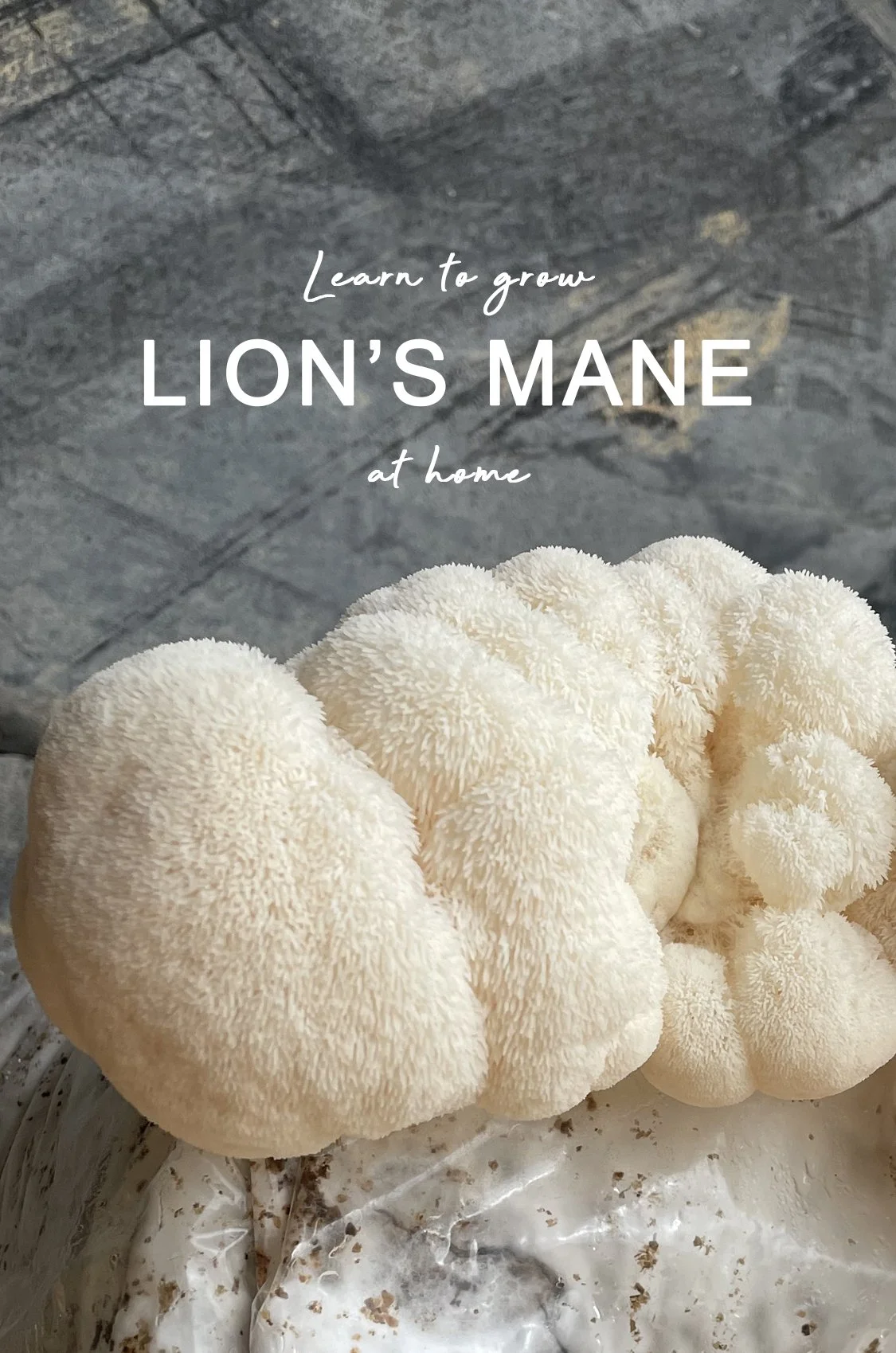 website image workshop - Lions mane.jpg