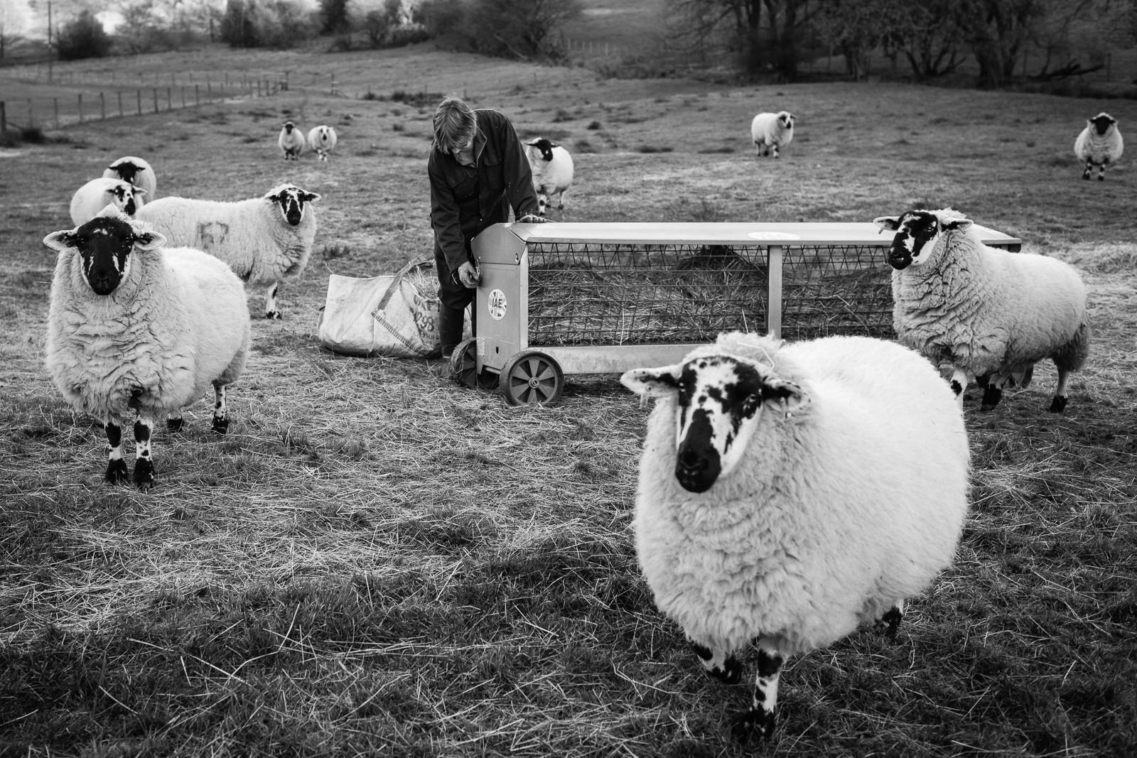 This Farming Life sheep field